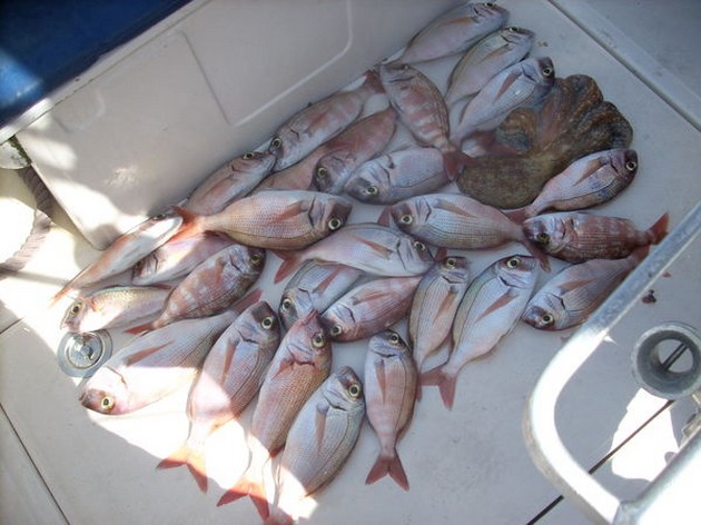  - Cavalier & Blue Marlin Sport Fishing Gran Canaria