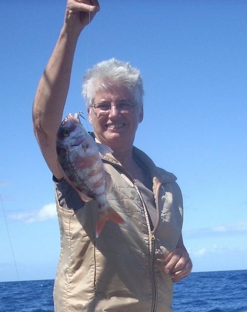 10/03 red banded seabream Cavalier & Blue Marlin Sport Fishing Gran Canaria