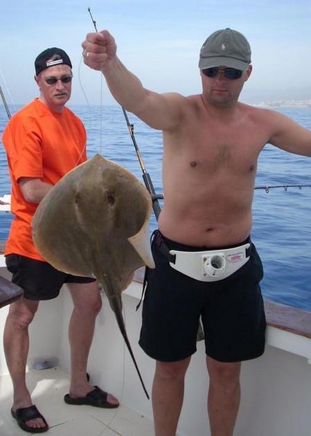common stingray Cavalier & Blue Marlin Sport Fishing Gran Canaria