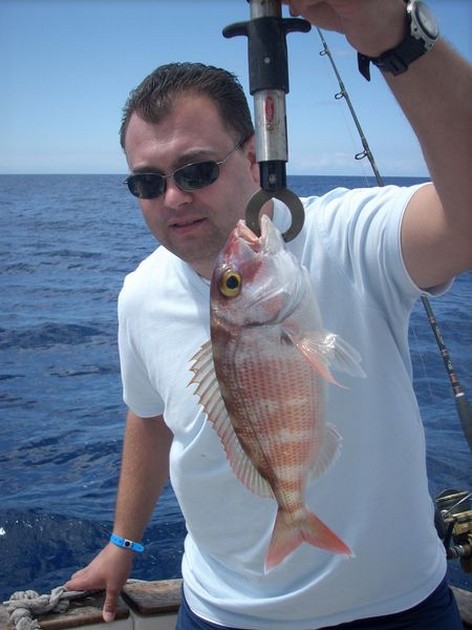 red banded seabream Cavalier & Blue Marlin Sport Fishing Gran Canaria