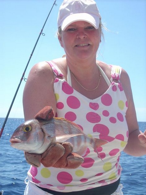red banded seabream Cavalier & Blue Marlin Sport Fishing Gran Canaria