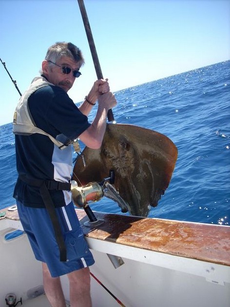 common stingray Cavalier & Blue Marlin Sport Fishing Gran Canaria