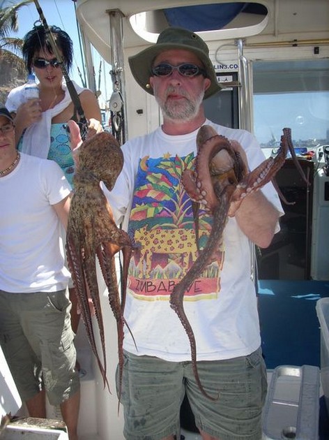 octopus Cavalier & Blue Marlin Sport Fishing Gran Canaria