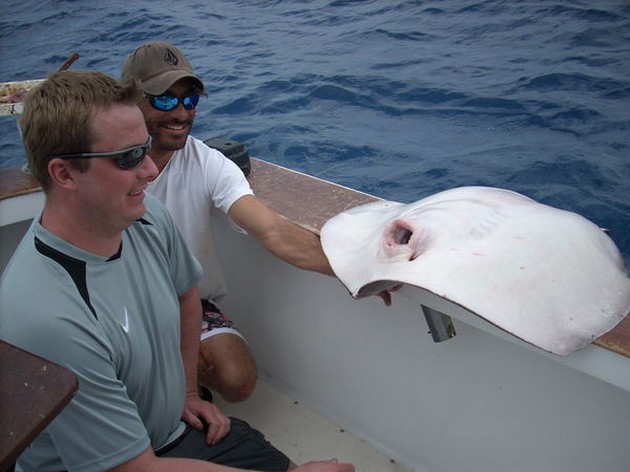 common stingray Cavalier & Blue Marlin Sport Fishing Gran Canaria