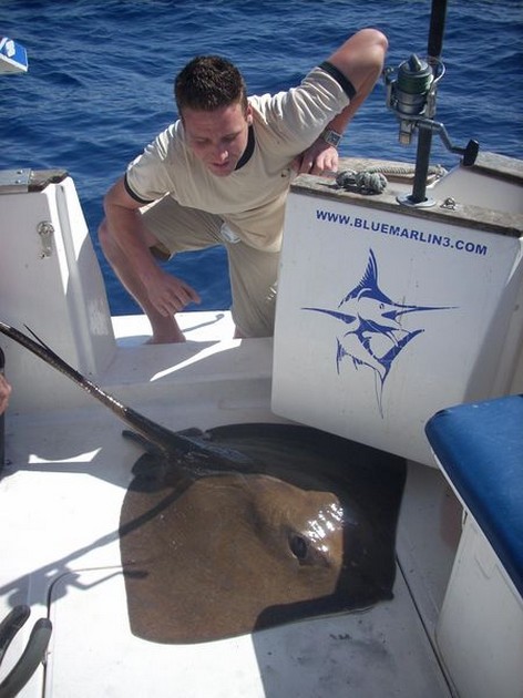 common stingray Cavalier & Blue Marlin Sport Fishing Gran Canaria