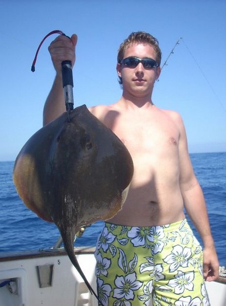 common stingray Cavalier & Blue Marlin Sport Fishing Gran Canaria