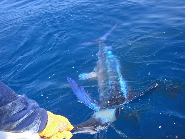 20/04 1st spearfish 2008 Cavalier & Blue Marlin Sport Fishing Gran Canaria