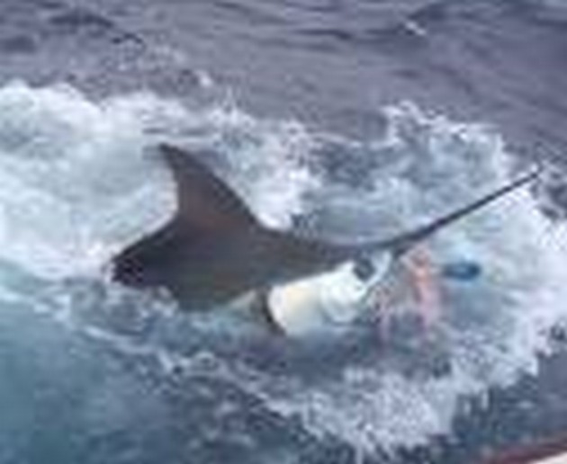 Puerto Rico 9.30 uur<br>MUCH ACTIVITY<br><br>The daily report - Cavalier & Blue Marlin Sport Fishing Gran Canaria