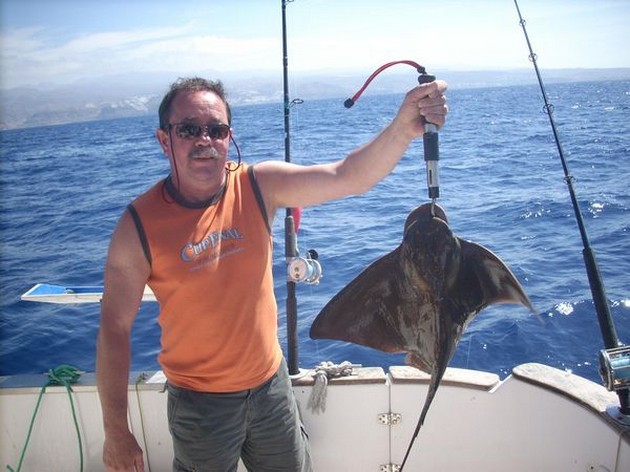 eagle ray Cavalier & Blue Marlin Sport Fishing Gran Canaria