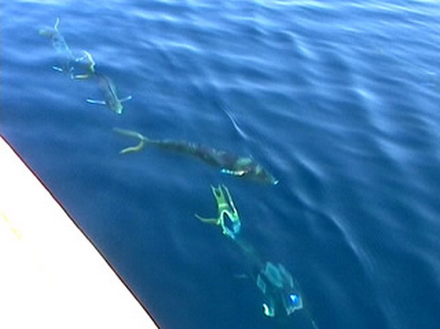 Puerto Rico 18.45 BIG DORADO I dag trollade jag - Cavalier & Blue Marlin Sport Fishing Gran Canaria