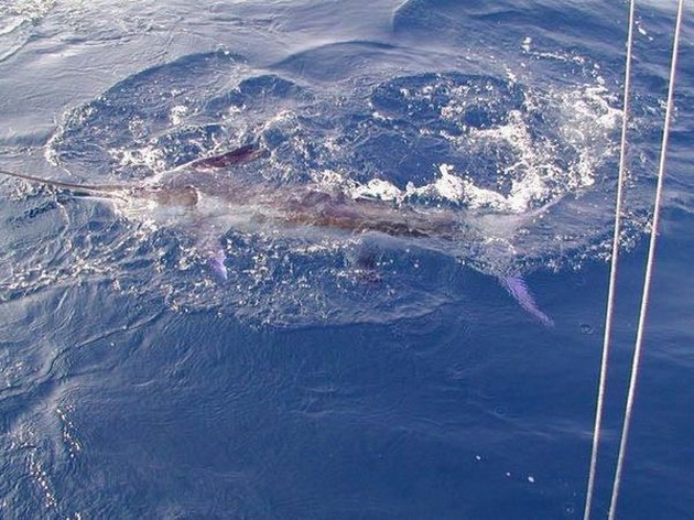 Puerto Rico 17.00 uur<br>RUSTIG<br><br>De Blue Marlin 3 verliet - Cavalier & Blue Marlin Sport Fishing Gran Canaria