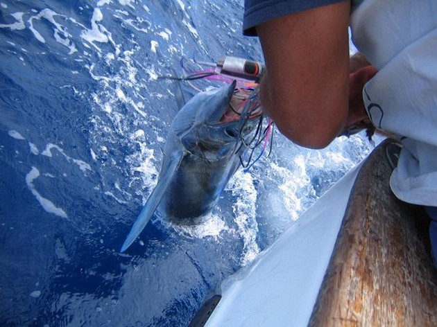 Puerto Rico 19 Uhr BLUE RELEASED WHITE Der Blaue Marlin - Cavalier & Blue Marlin Sport Fishing Gran Canaria