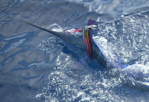 17/05 white marlin Cavalier & Blue Marlin Sport Fishing Gran Canaria