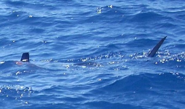 Puerto Rico 17 Uhr 4 BILLFISH - 4 WAHOO Das war es - Cavalier & Blue Marlin Sport Fishing Gran Canaria