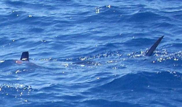  - Cavalier & Blue Marlin Sport Fishing Gran Canaria