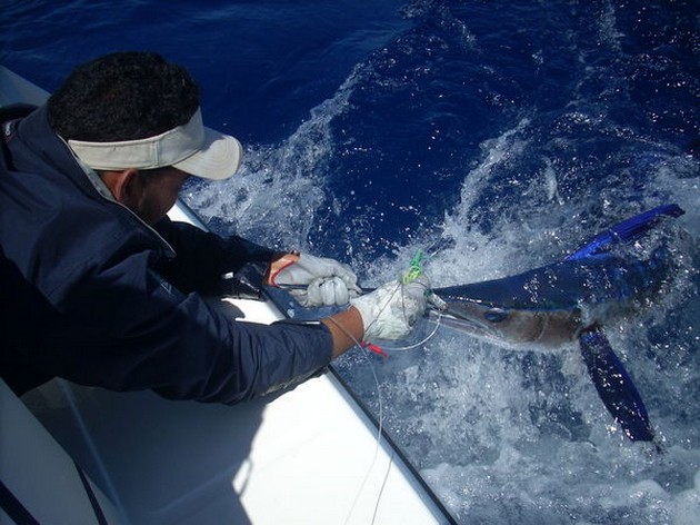 25/05 spearfish Cavalier & Blue Marlin Sport Fishing Gran Canaria