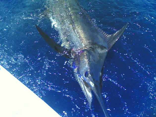 Puerto Rico 7 p.m.<br>TRIPLE HOOK UP BLUE MARLIN<br><br>Oh my - Cavalier & Blue Marlin Sport Fishing Gran Canaria