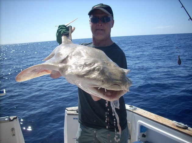 angel shark Cavalier & Blue Marlin Sport Fishing Gran Canaria