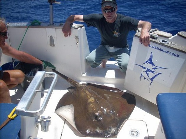 common stingray Cavalier & Blue Marlin Sport Fishing Gran Canaria