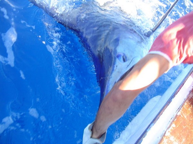 Puerto Rico  6.45 p.m.<br>BLUE MARLIN RELEASED<br><br>All our - Cavalier & Blue Marlin Sport Fishing Gran Canaria
