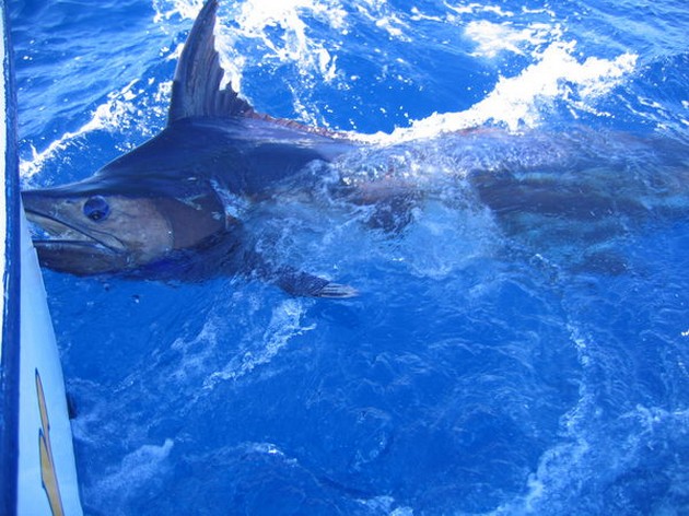 blue marlin Cavalier & Blue Marlin Sport Fishing Gran Canaria
