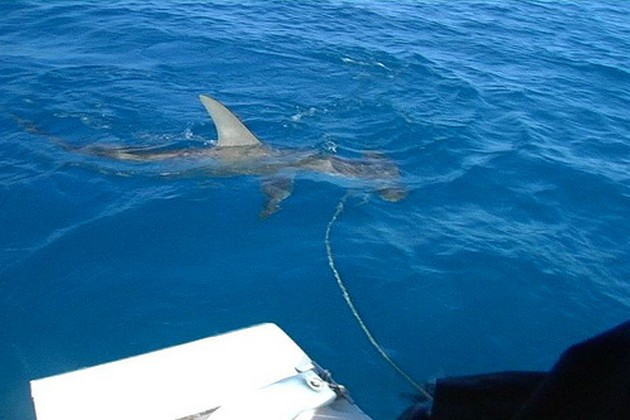  - Cavalier & Blue Marlin Sport Fishing Gran Canaria