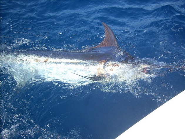 Puerto Rico 20.00 uur<br>18 MARLIJNEN<br><br>Voor de vaste bezoekers - Cavalier & Blue Marlin Sport Fishing Gran Canaria