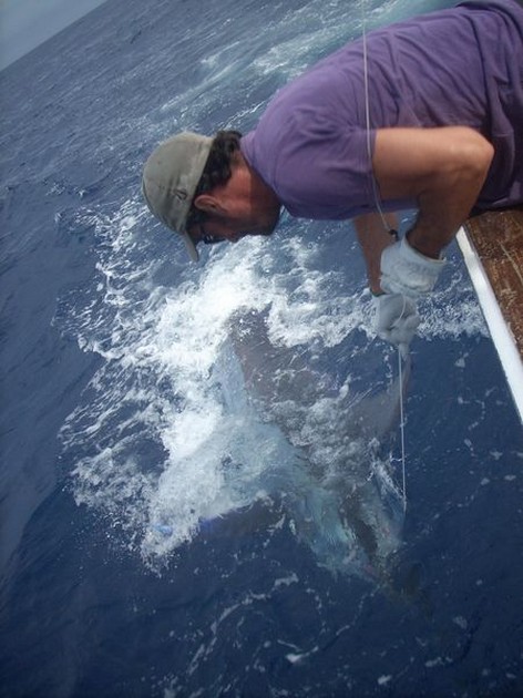 07/07 blue marlin Cavalier & Blue Marlin Sport Fishing Gran Canaria