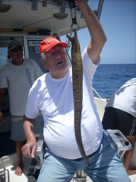 tiger moray Cavalier & Blue Marlin Sport Fishing Gran Canaria