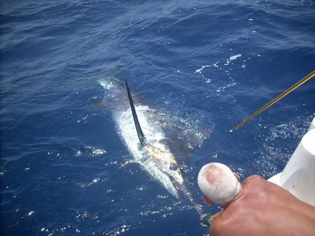 24/07 blue marlin Cavalier & Blue Marlin Sport Fishing Gran Canaria