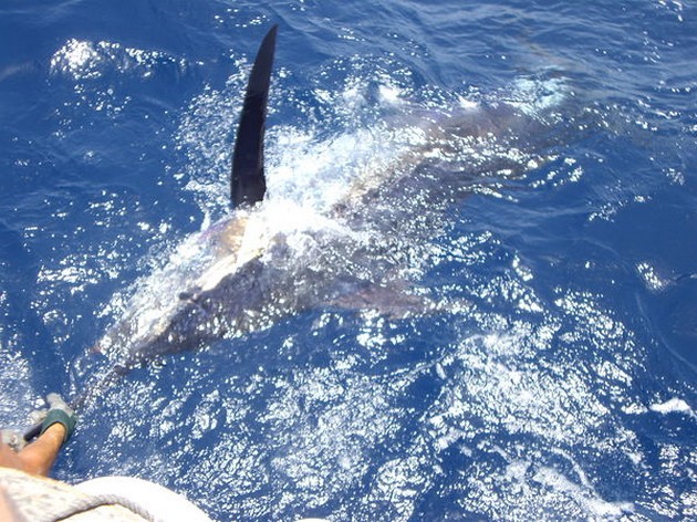 PUERTO RICO TOURNEMENT 2ND DAY<br><br>Today the boats fished - Cavalier & Blue Marlin Sport Fishing Gran Canaria