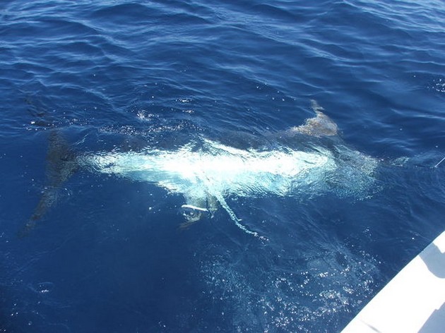  - Cavalier & Blue Marlin Sport Fishing Gran Canaria