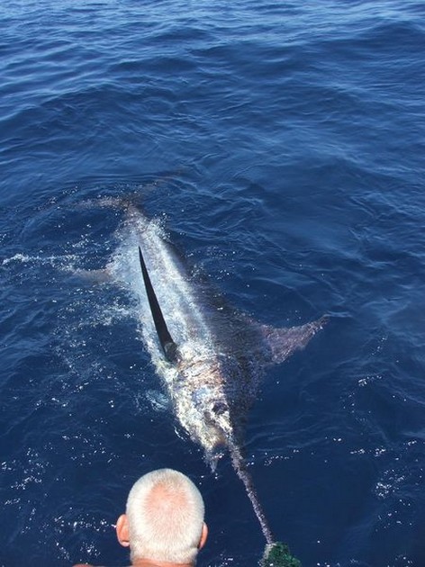 blue marlin Cavalier & Blue Marlin Sport Fishing Gran Canaria
