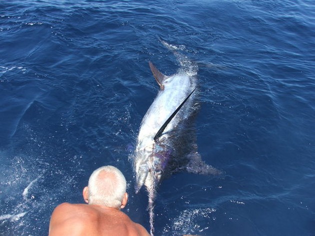 blue marlin Cavalier & Blue Marlin Sport Fishing Gran Canaria