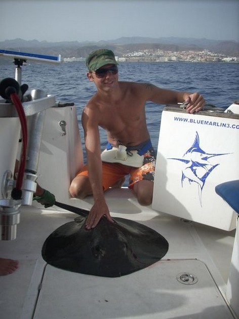 common stingray Cavalier & Blue Marlin Sport Fishing Gran Canaria