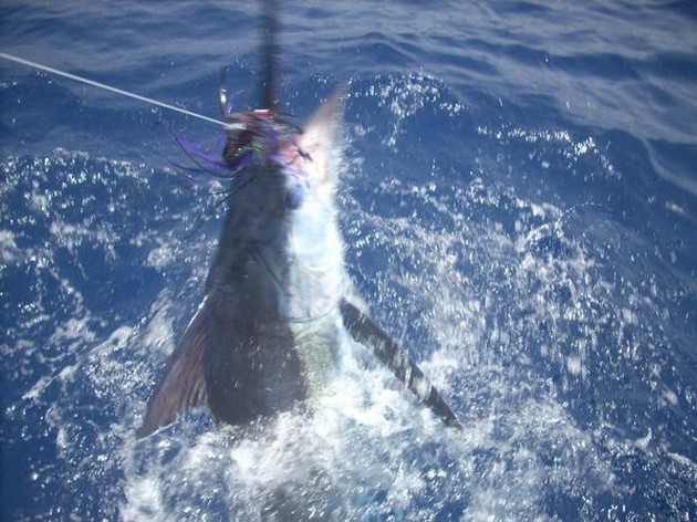 MIKA HOOKED UP Han fiskar fortfarande många år med - Cavalier & Blue Marlin Sport Fishing Gran Canaria
