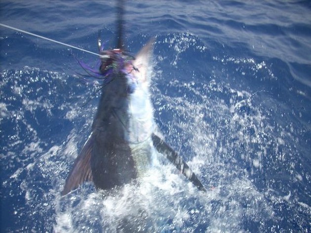  - Cavalier & Blue Marlin Sport Fishing Gran Canaria