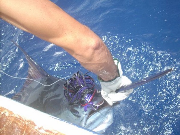 01/08 blue marlin Cavalier & Blue Marlin Sport Fishing Gran Canaria