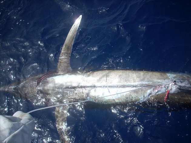 injured Cavalier & Blue Marlin Sport Fishing Gran Canaria