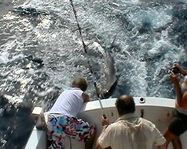 tag & release Cavalier & Blue Marlin Sport Fishing Gran Canaria