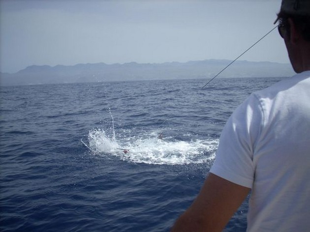8 BILLFISH-KONTAKTER Båtarna Blue Marlin 3 och Cavalier Cavalier & Blue Marlin Sport Fishing Gran Canaria