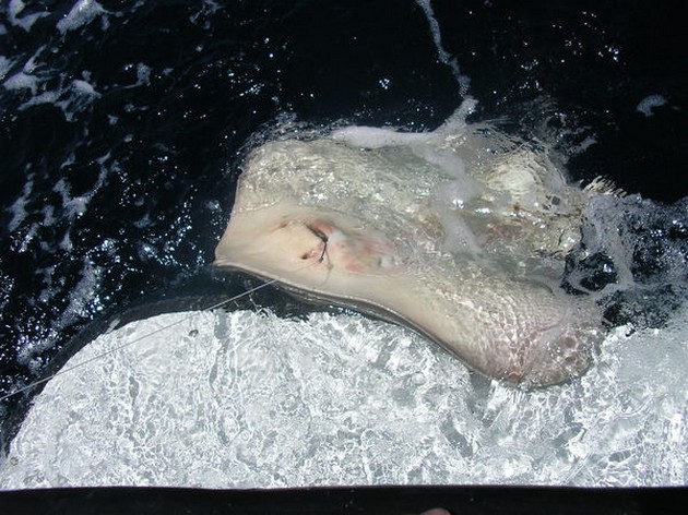  - Cavalier & Blue Marlin Sport Fishing Gran Canaria