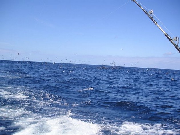 05/08 hunting seagulls Cavalier & Blue Marlin Sport Fishing Gran Canaria