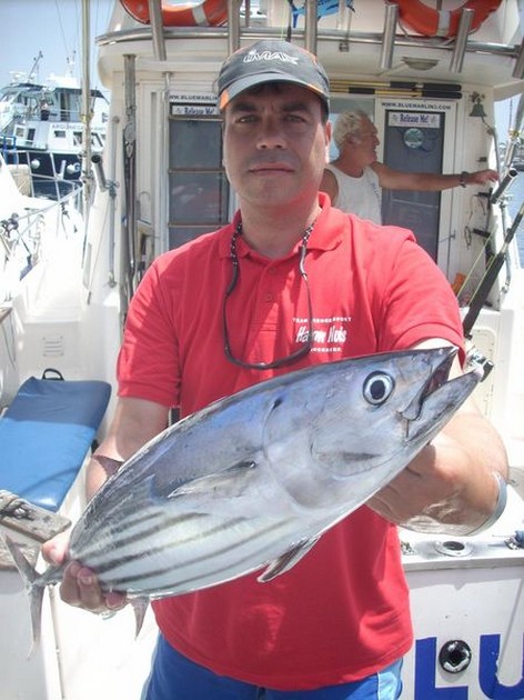 skipjack tuna Cavalier & Blue Marlin Sport Fishing Gran Canaria