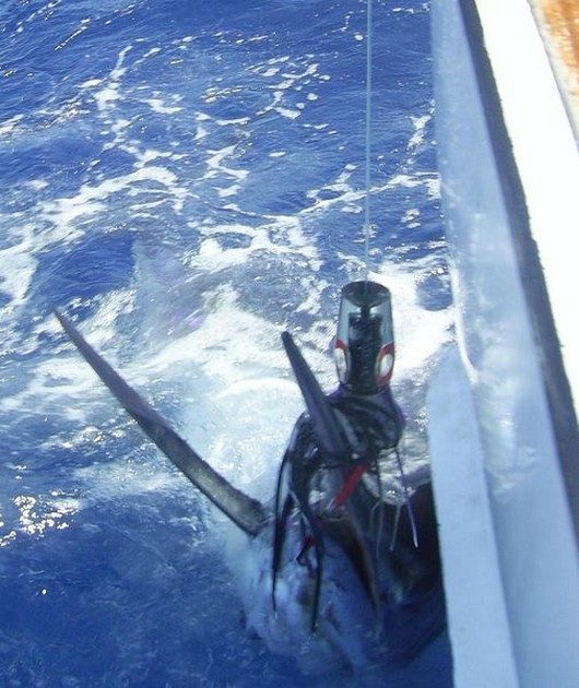 06/08 blue marlin Cavalier & Blue Marlin Sport Fishing Gran Canaria