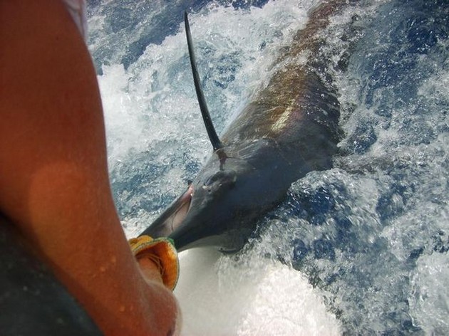 blue marlin Cavalier & Blue Marlin Sport Fishing Gran Canaria