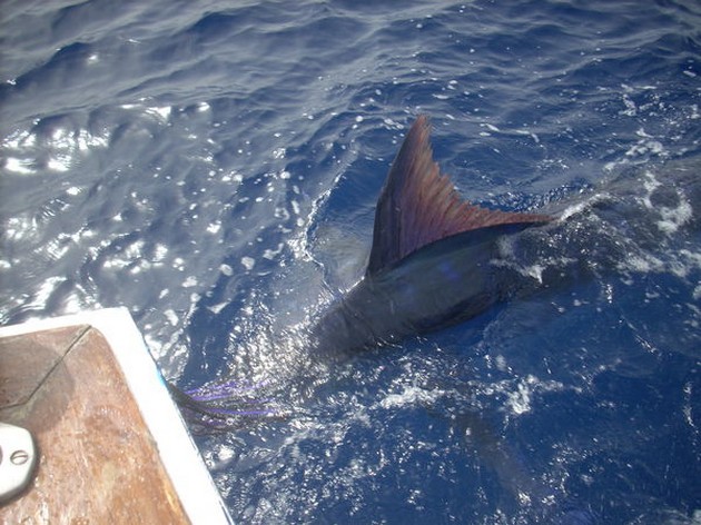 CAVALIER TAGGED & RELEASED 2 BLAUWE MARLIJNEN<br><br>De billfish - Cavalier & Blue Marlin Sport Fishing Gran Canaria