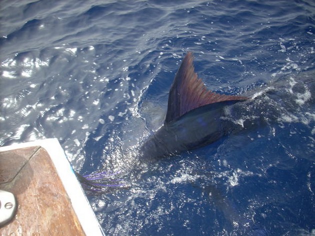  - Cavalier & Blue Marlin Sport Fishing Gran Canaria