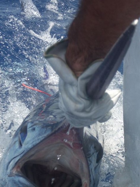 09/08 blue marlin Cavalier & Blue Marlin Sport Fishing Gran Canaria