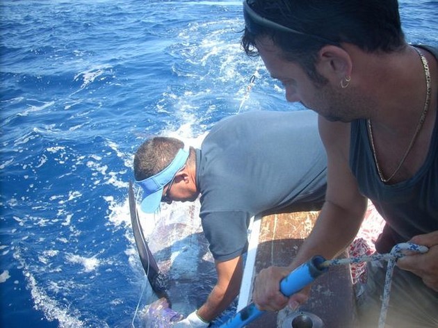 450 LBS SLÄPPT Den engelska fiskaren Michael Wright Cavalier & Blue Marlin Sport Fishing Gran Canaria